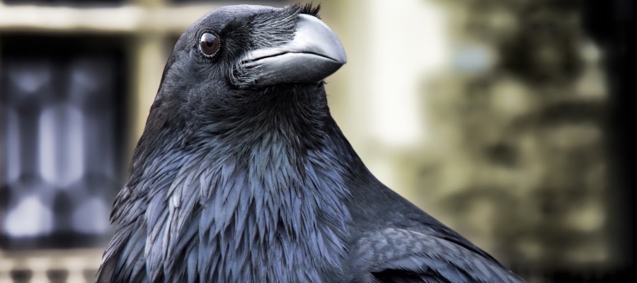 Edgar allan poe raven