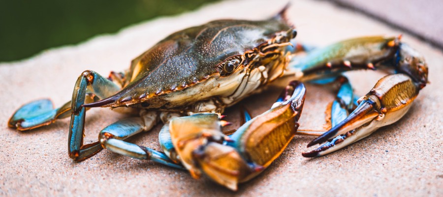 blue crab