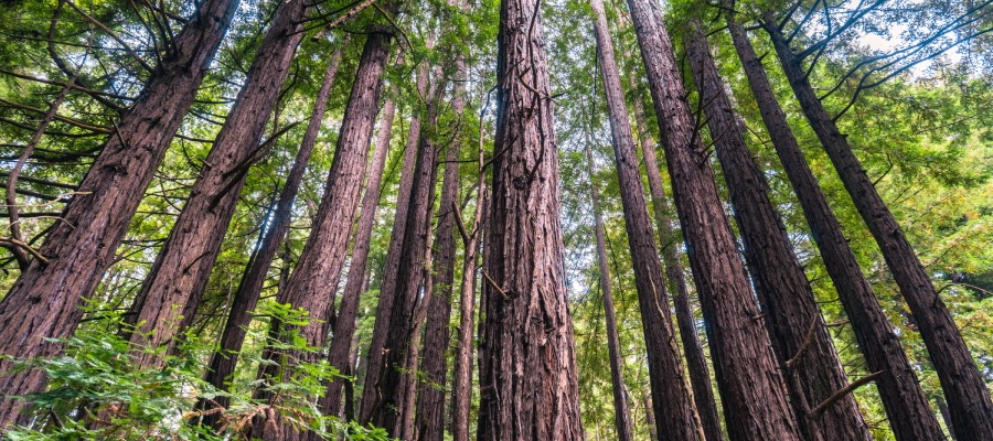 california redwood